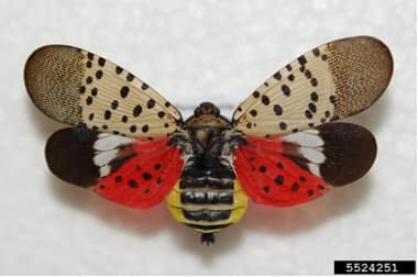 Spotted Lantern Fly