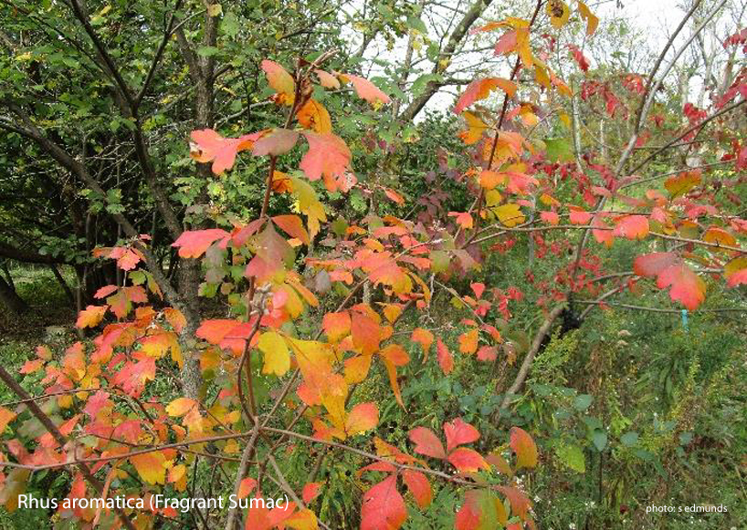 FragrantSumac