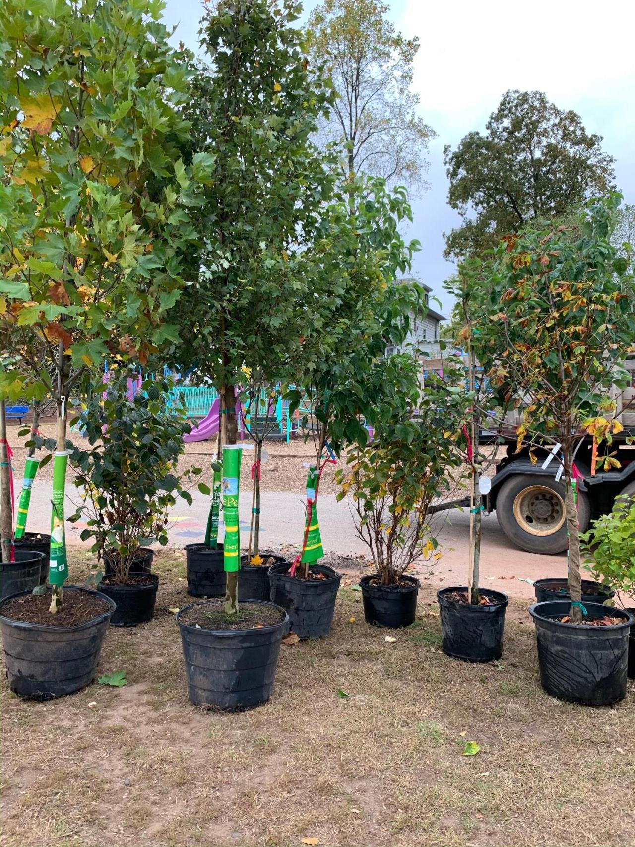 Caring for our New Trees