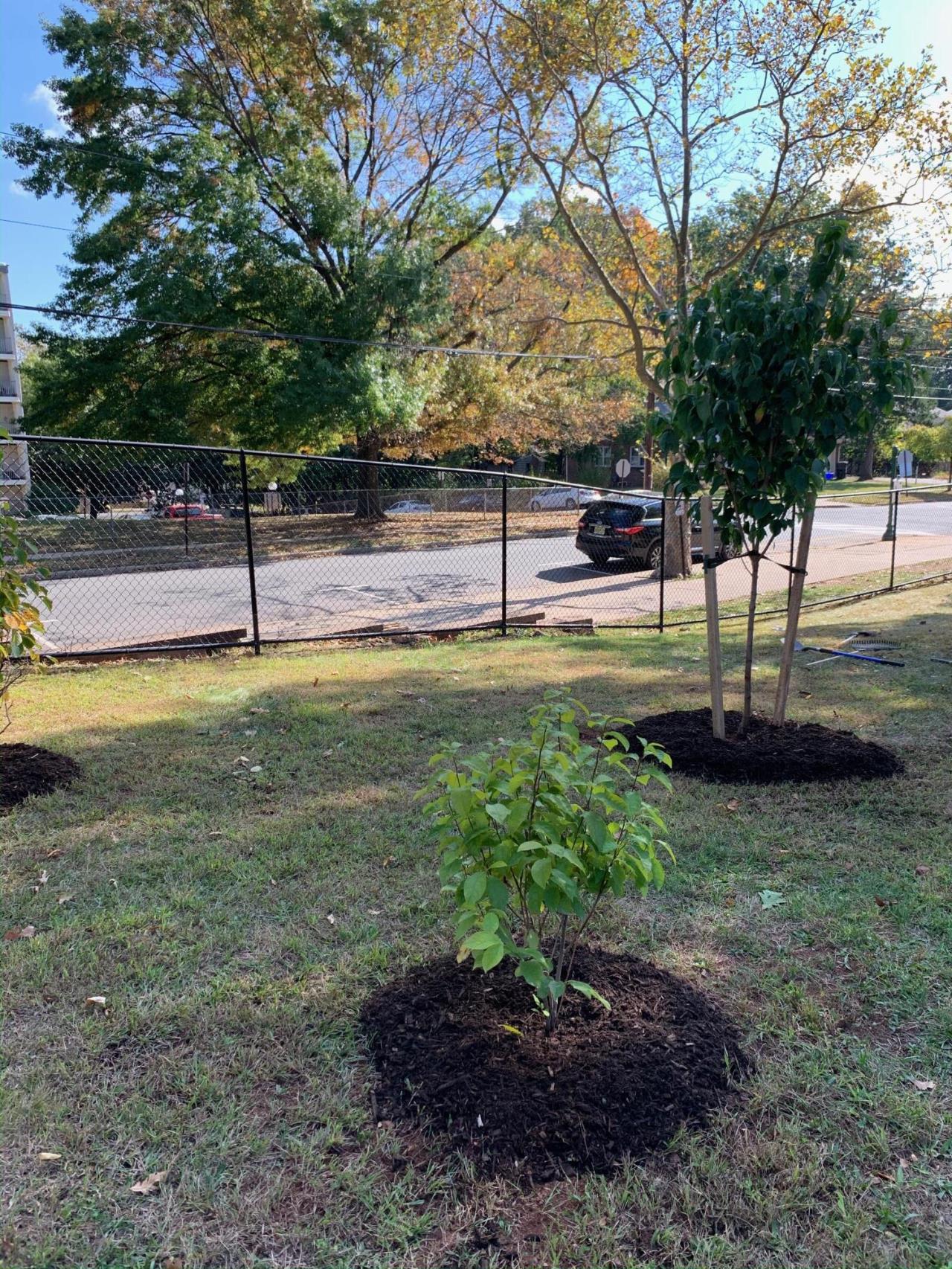 Caring for our New Trees